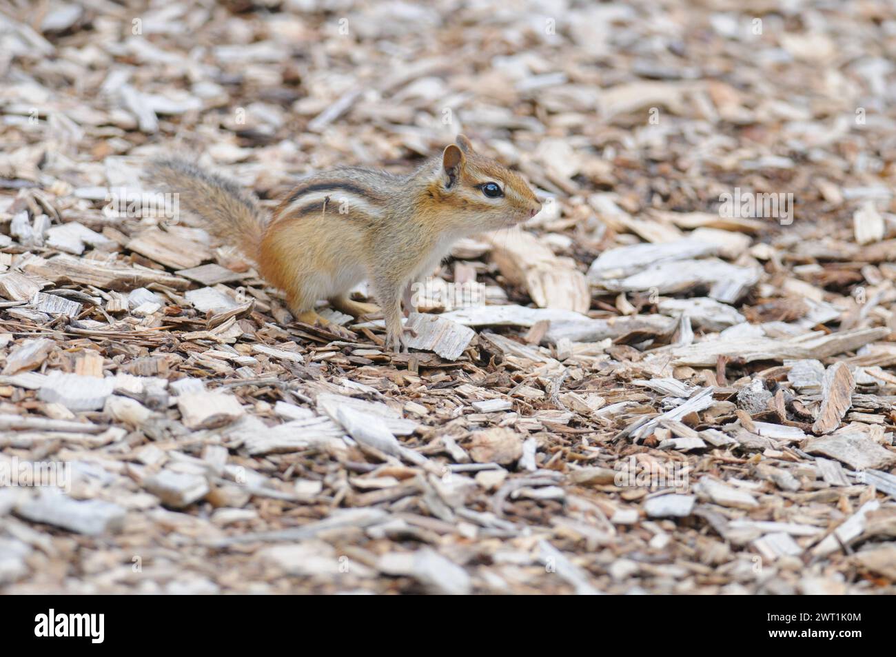 Chipmunk orientale in allerta sul terreno coperto di trucioli Foto Stock