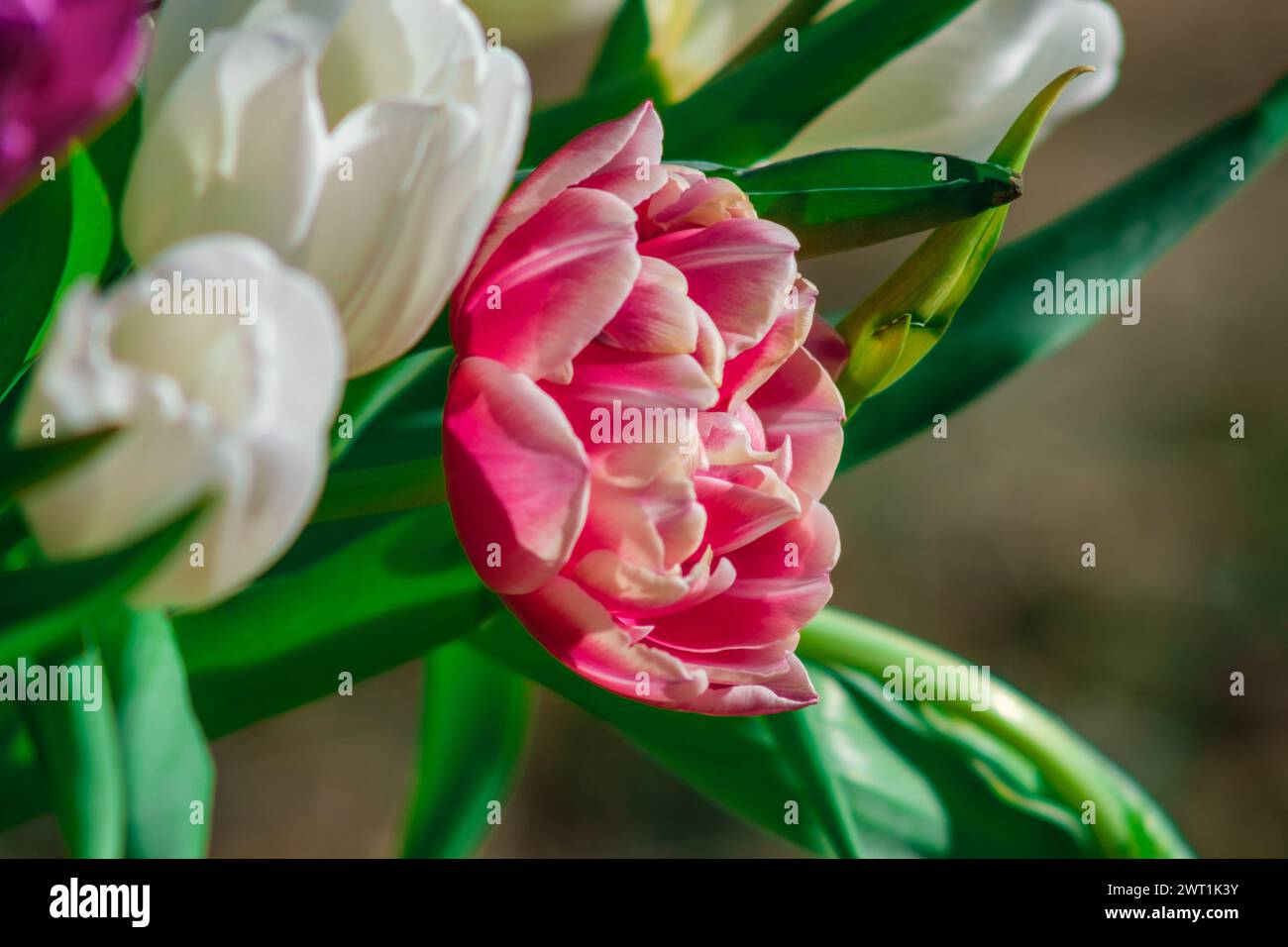 Sotto lo sguardo amorevole del sole, i tulipani fioriscono di una bellezza eterea, a testimonianza della resilienza della vita Foto Stock