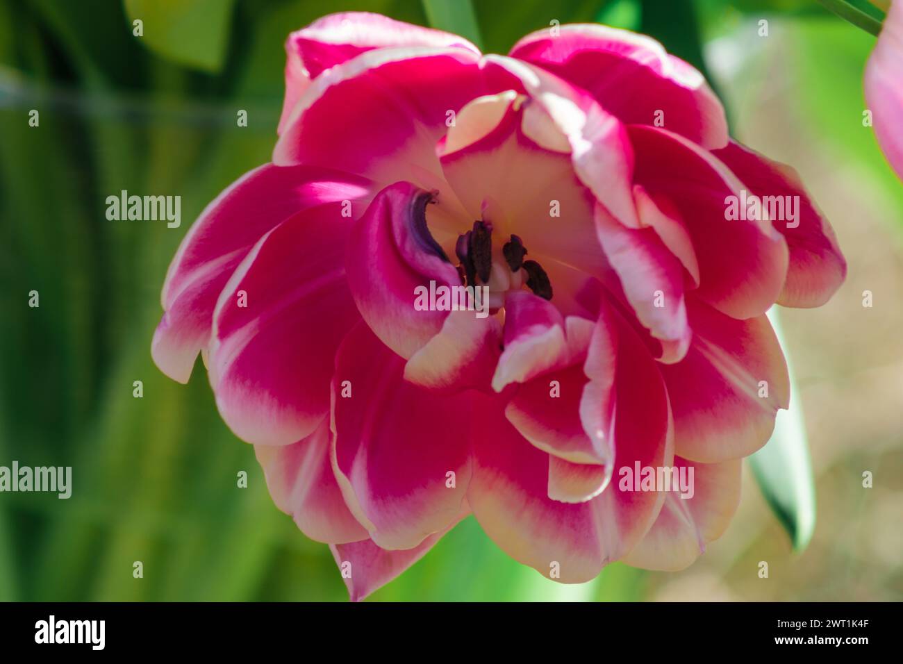 Ad ogni alba, i tulipani salutano il giorno, i loro colori brillano alla prima luce dell'alba Foto Stock