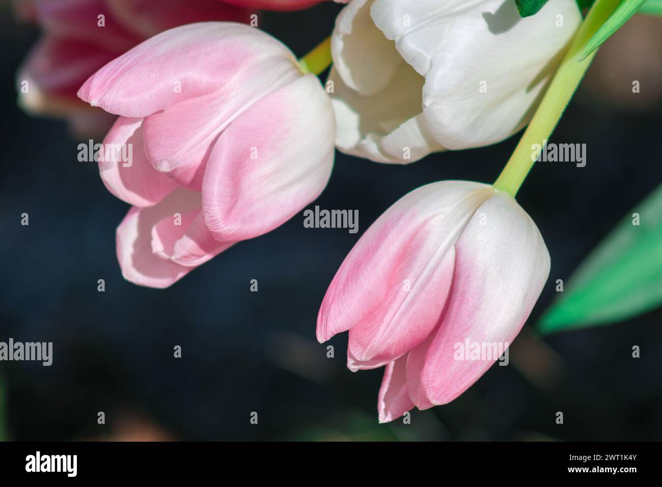 Ad ogni ora che passa, i tulipani si immergono nella luce del sole e i loro colori diventano un'affascinante tavolozza Foto Stock