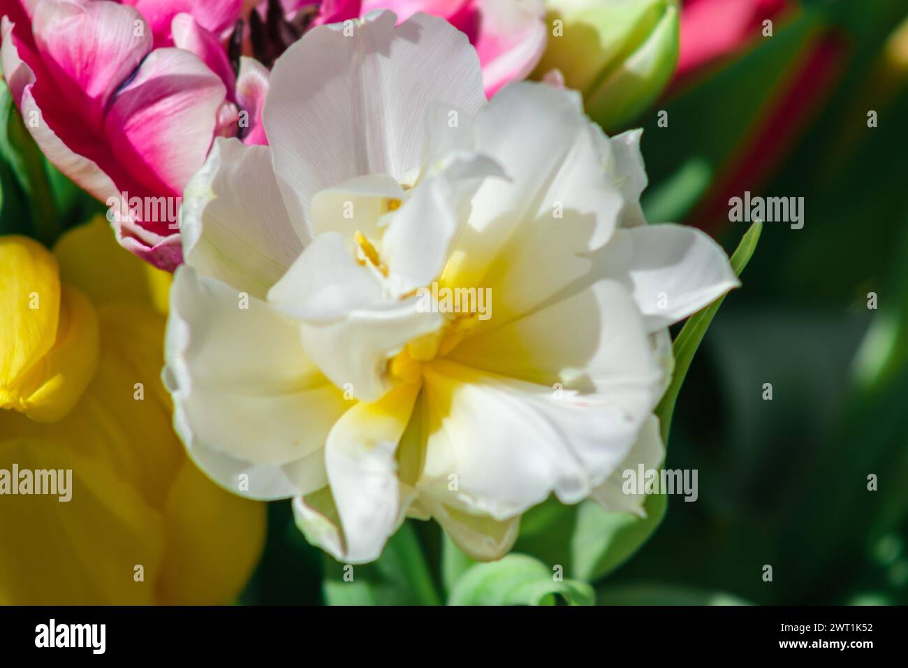 Nel bagliore radioso del giardino, i tulipani fioriscono con una vivacità che rivaleggia con la brillantezza del sole Foto Stock