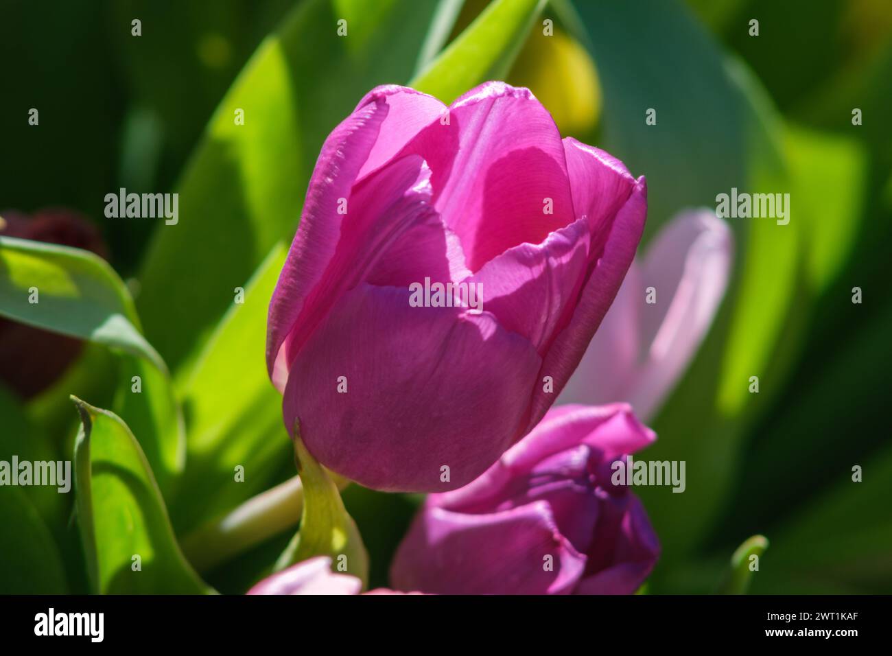 Fasci dorati di luce del sole illuminano i petali di tulipani trasformandoli in una visione di eterea bellezza Foto Stock