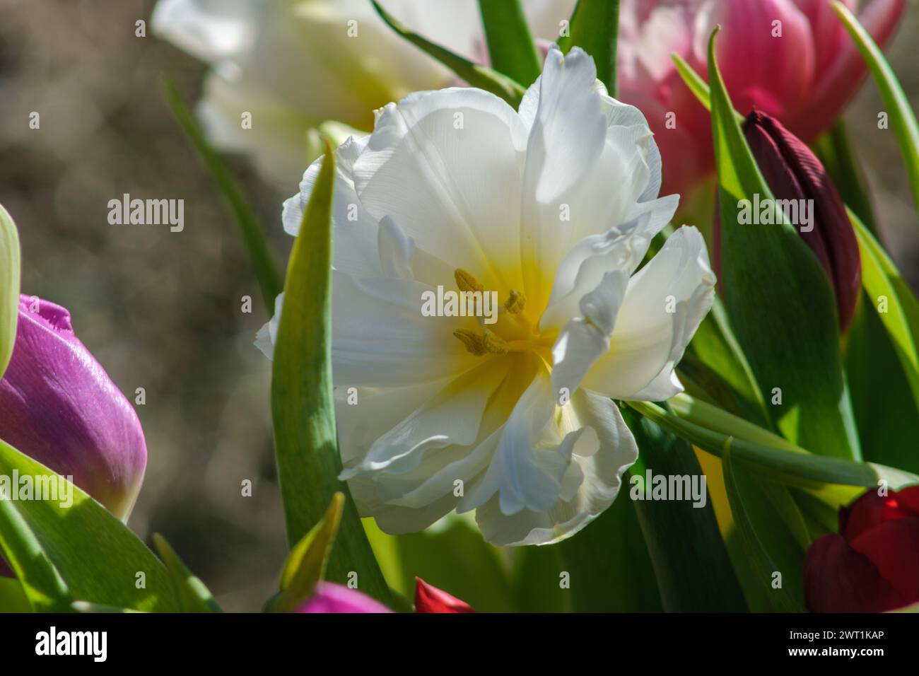 Ad ogni alba, i tulipani si risvegliano al calore della luce del giorno, i loro colori sono una sinfonia della grazia della natura. Foto Stock