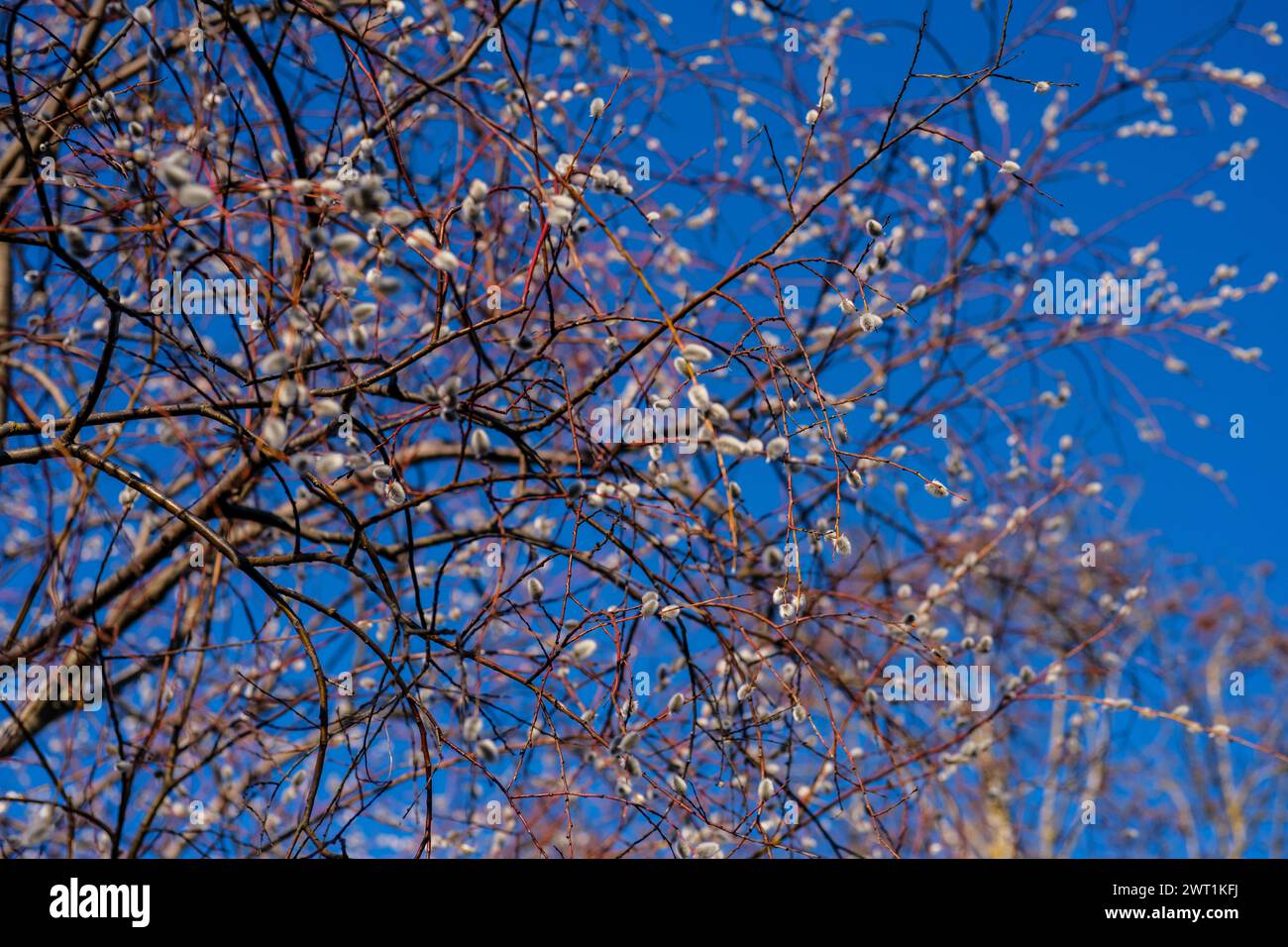 I rami di Salix caprea si estendono verso il cielo, raggiungendo lo sconfinato cielo blu, simbolo di speranza e rinnovamento Foto Stock