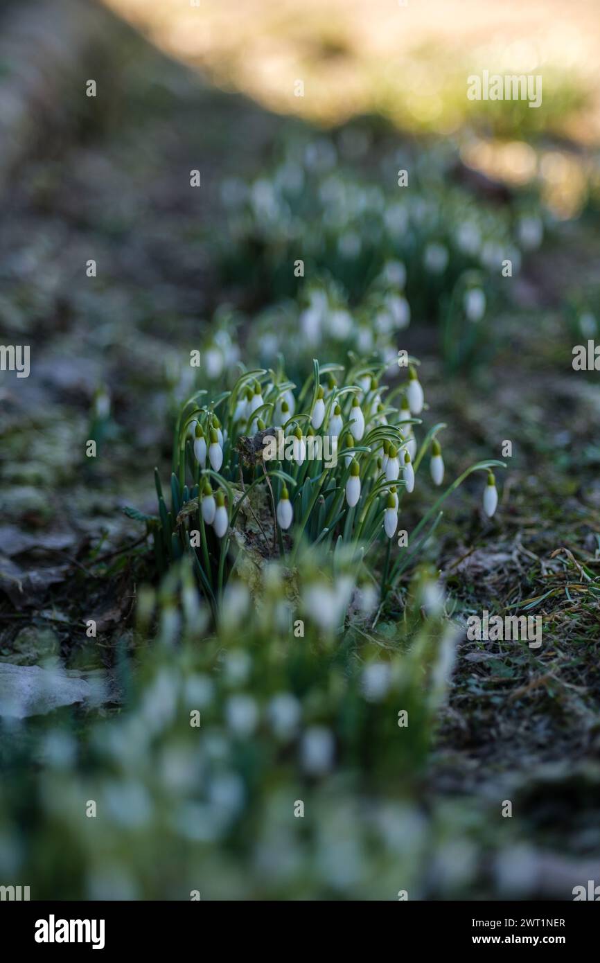 Nella campagna lettone fioriscono le gocce di neve, lanciando un incantesimo magico su tutti coloro che le osservano Foto Stock