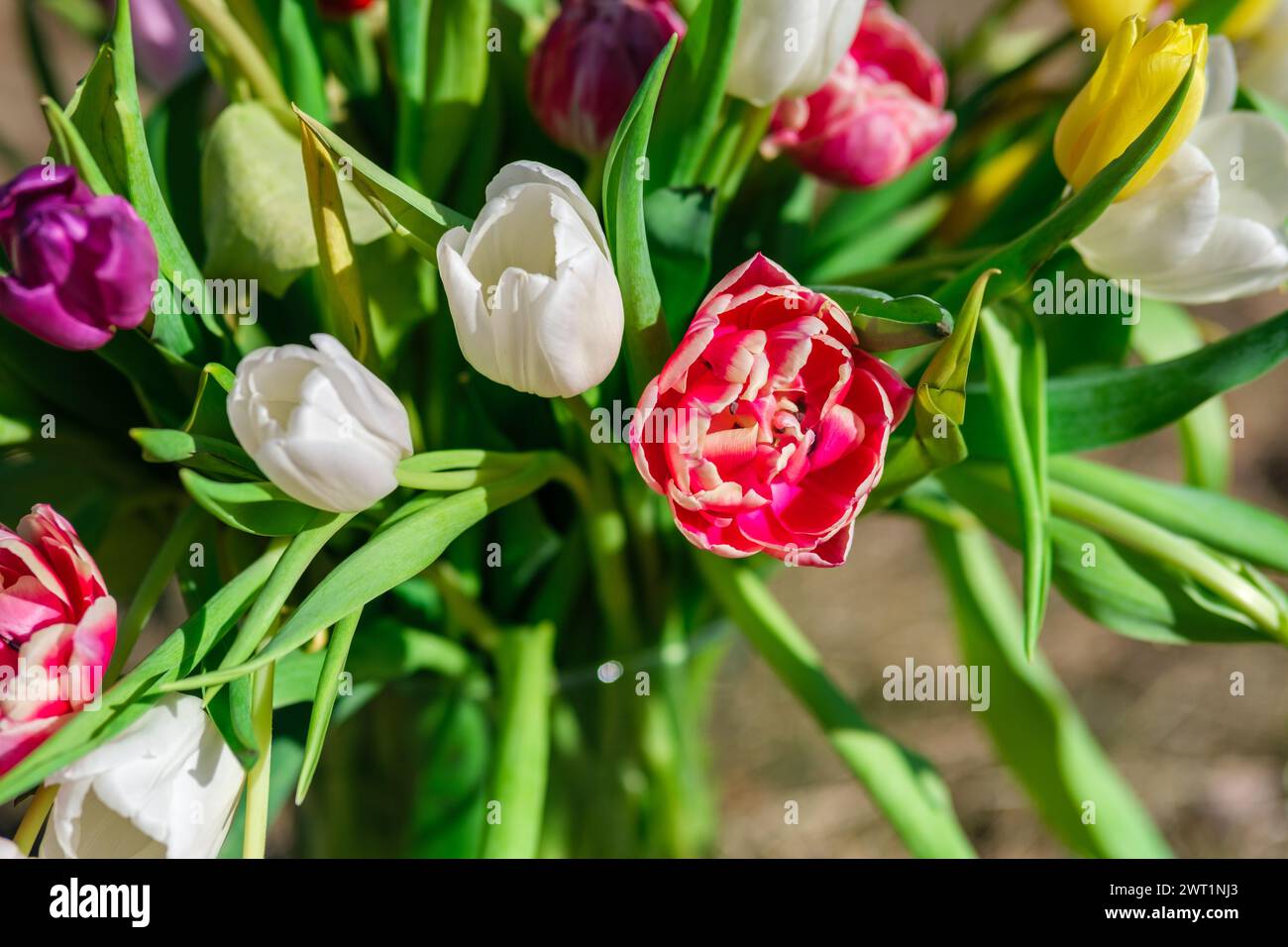 Con ogni bacio dell'alba, i tulipani si risvegliano, i loro colori brillano sotto il delicato tocco della luce del sole Foto Stock