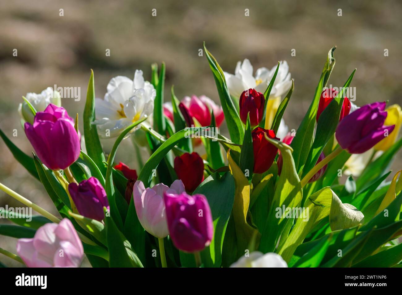 I tulipani illuminati dal sole sono alti e orgogliosi, i loro colori vivaci sono una celebrazione dell'abbondanza della natura Foto Stock