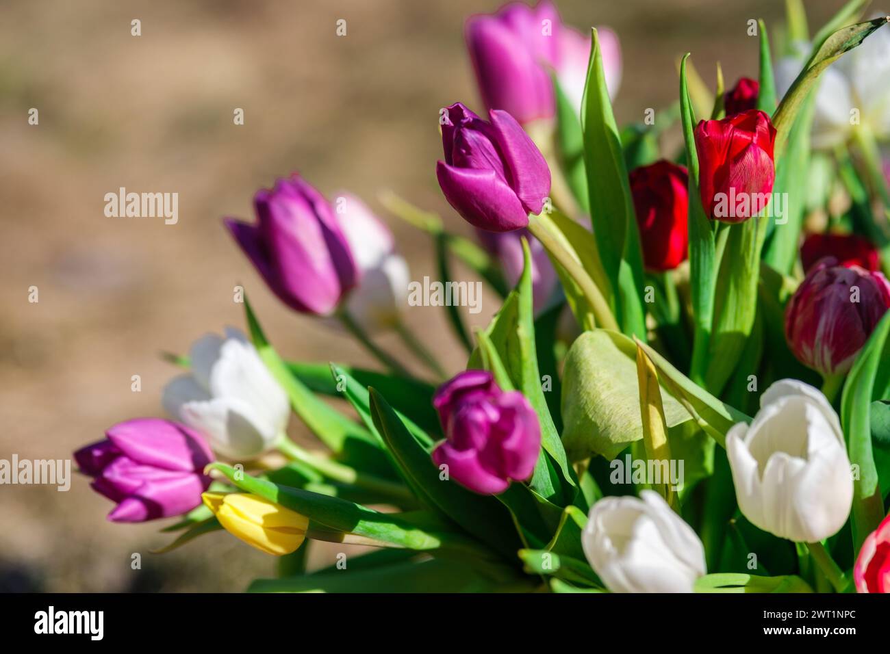 Alla luce del mattino, i tulipani fioriscono come fiamme, le loro tonalità ardenti si illuminano con il calore del sole. Foto Stock