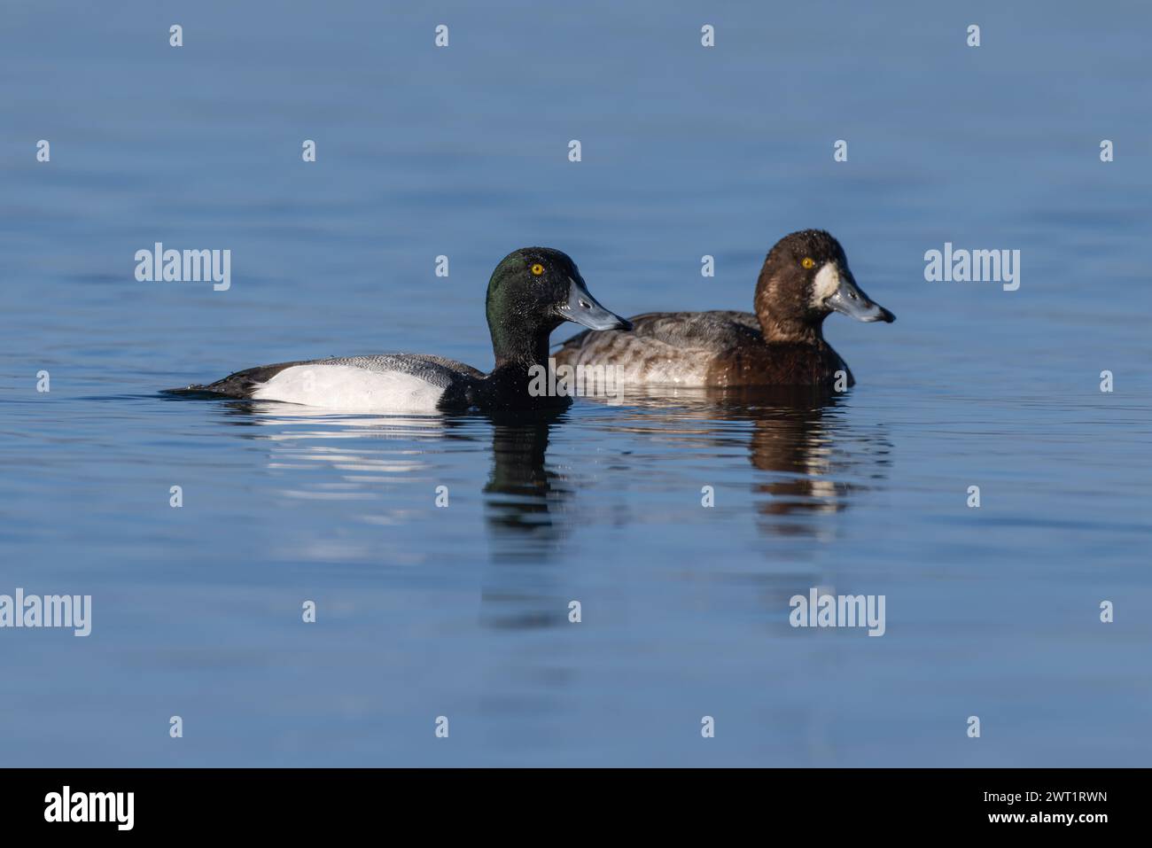 Un paio di Scaup sull'acqua Foto Stock