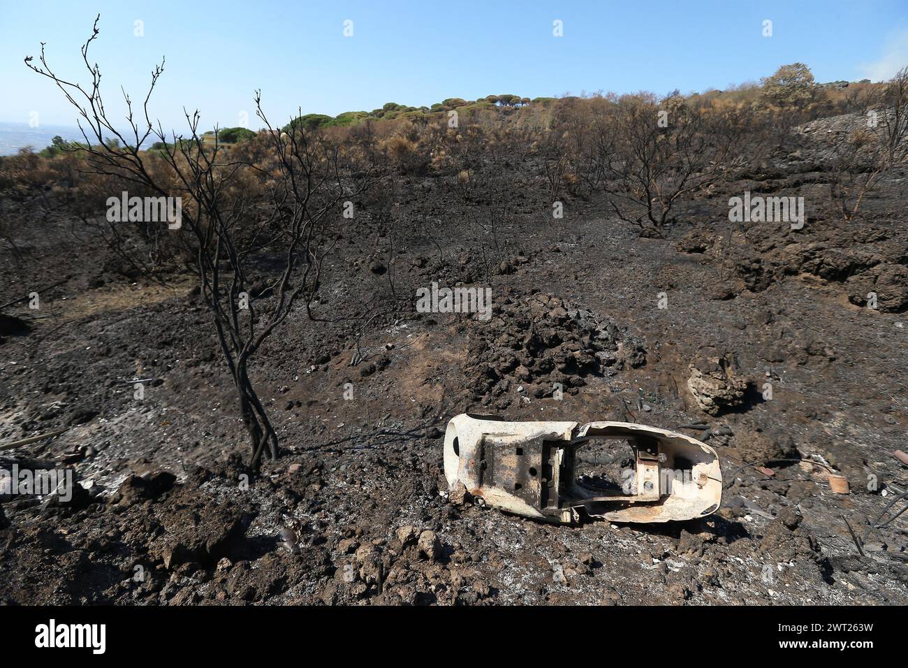 Disastro ambientale del Vesuvio. Dopo che il grande fuoco ha cominciato l'11 luglio che cosa rimane del parco nazionale del Vesuvio, soltanto cenere. Il pino immenso Foto Stock