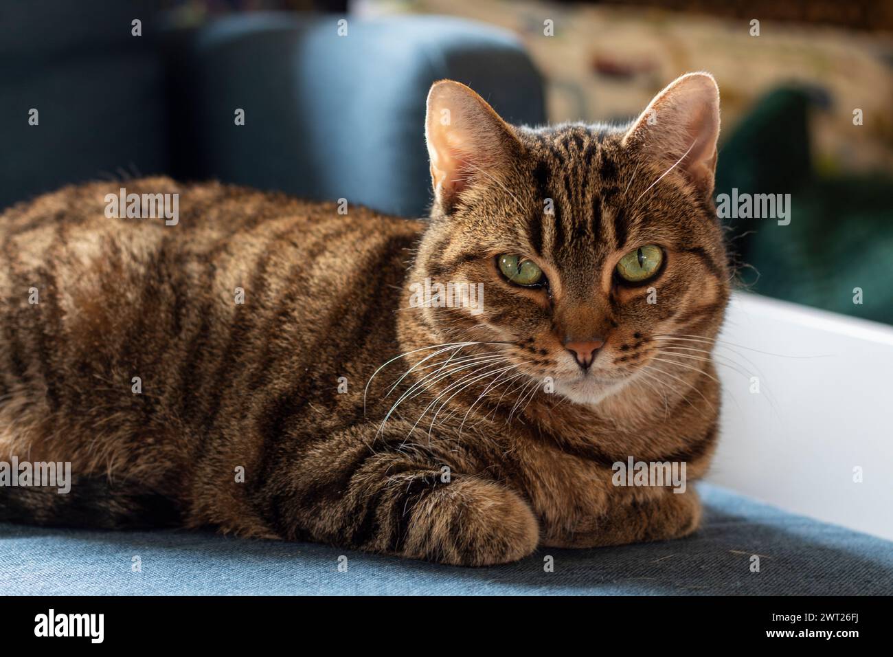 Un gatto tabby marrone con occhi verdi e strisce nere lounge su tessuto blu, dall'aspetto sereno e attento. Foto Stock