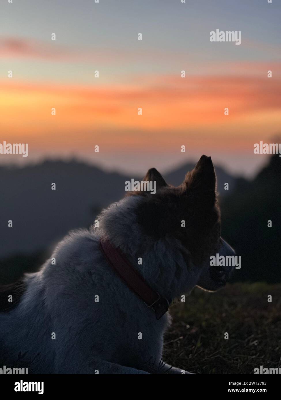 Cani seduti e ad osservare il tramonto Foto Stock
