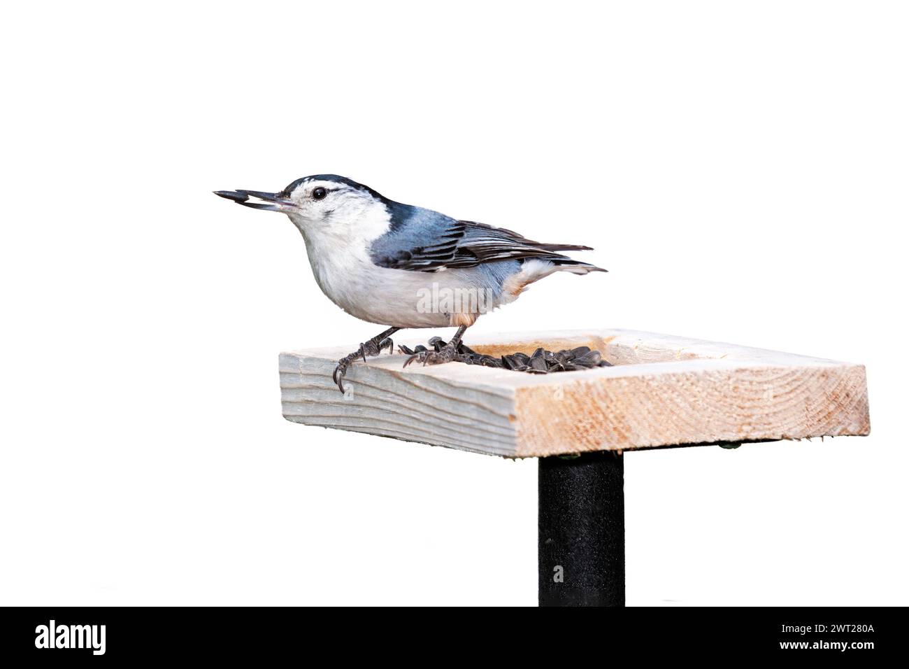 Sulla parte superiore di un alimentatore di semi di girasole si trova un nuthatch bianco. Sfondo bianco. Foto Stock