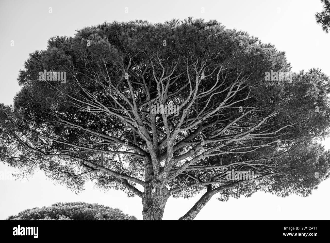 Foto in bianco e nero della cima dell'albero Foto Stock