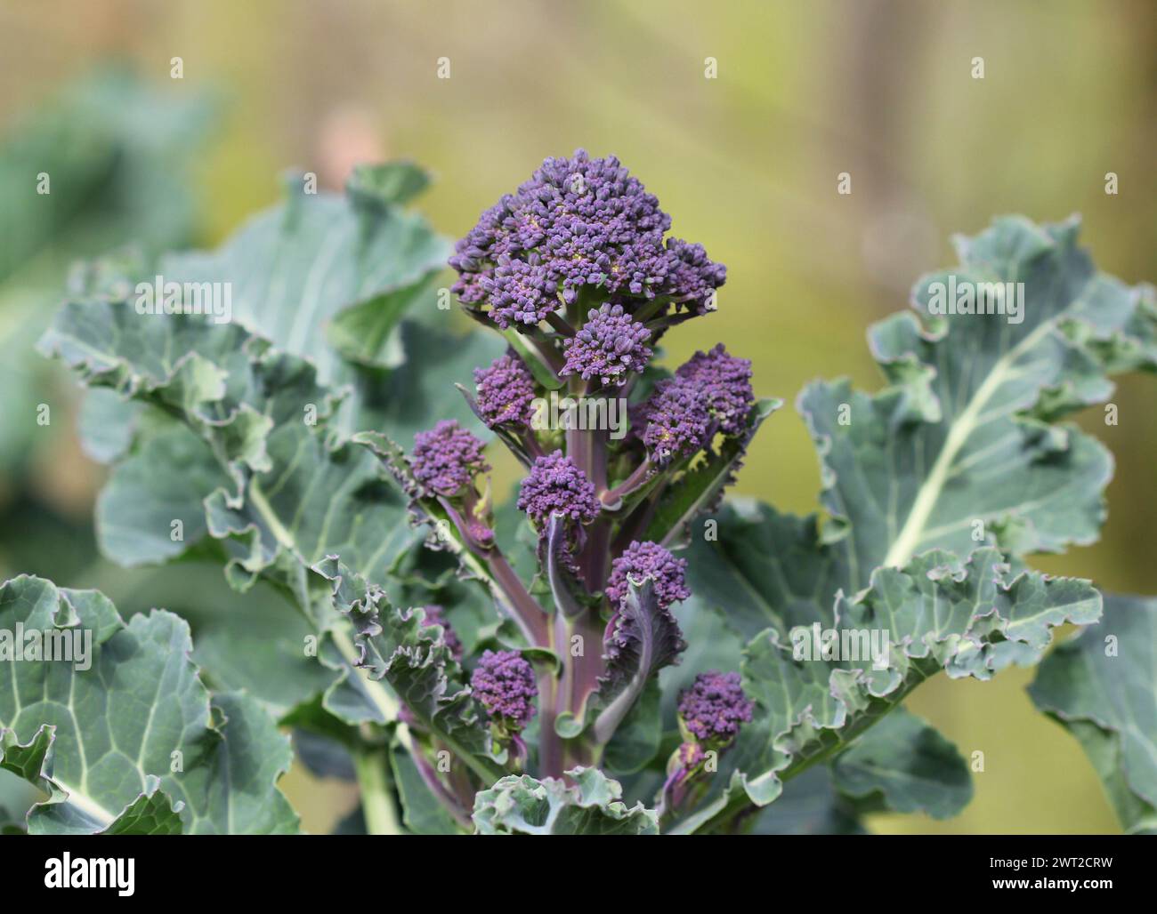 Primo piano dei primi broccoli viola germogliati in primavera, Regno Unito Foto Stock