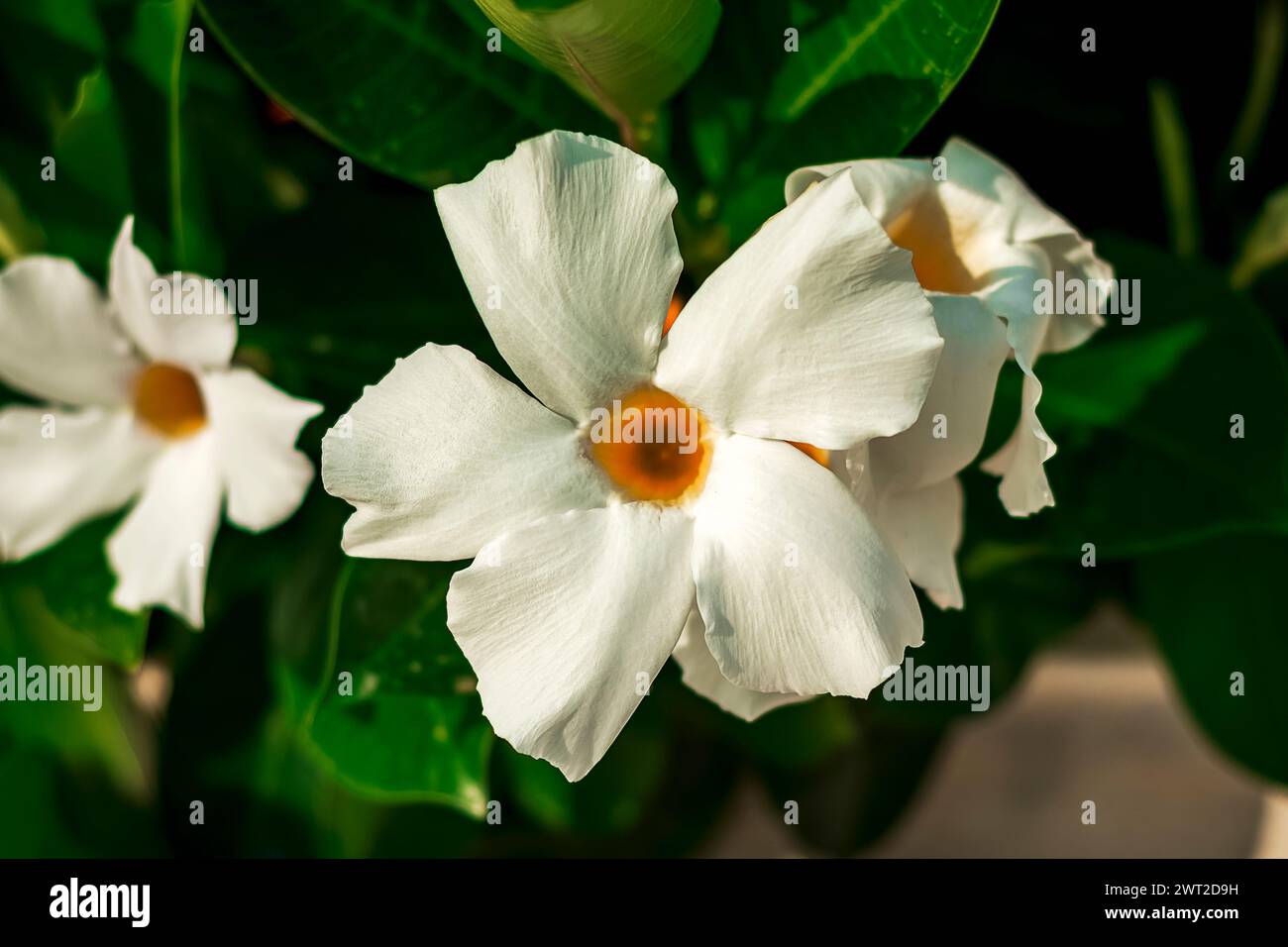 primo piano di un esotico fiore di mandevilla Foto Stock