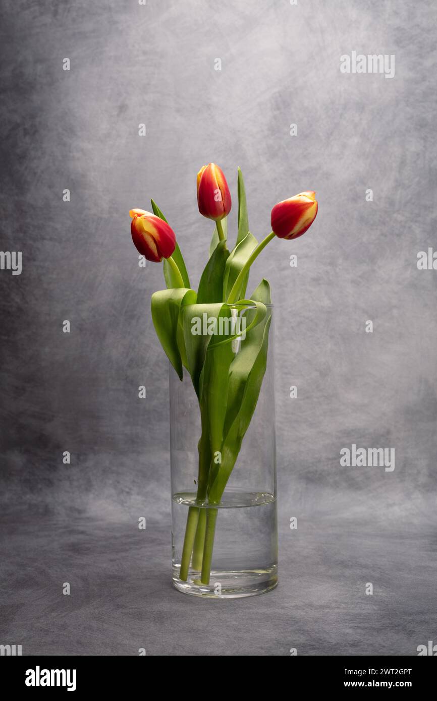 Le tre Sorelle; tre gemme di tulipani rosse e gialle parzialmente aperte in un vaso di vetro Foto Stock