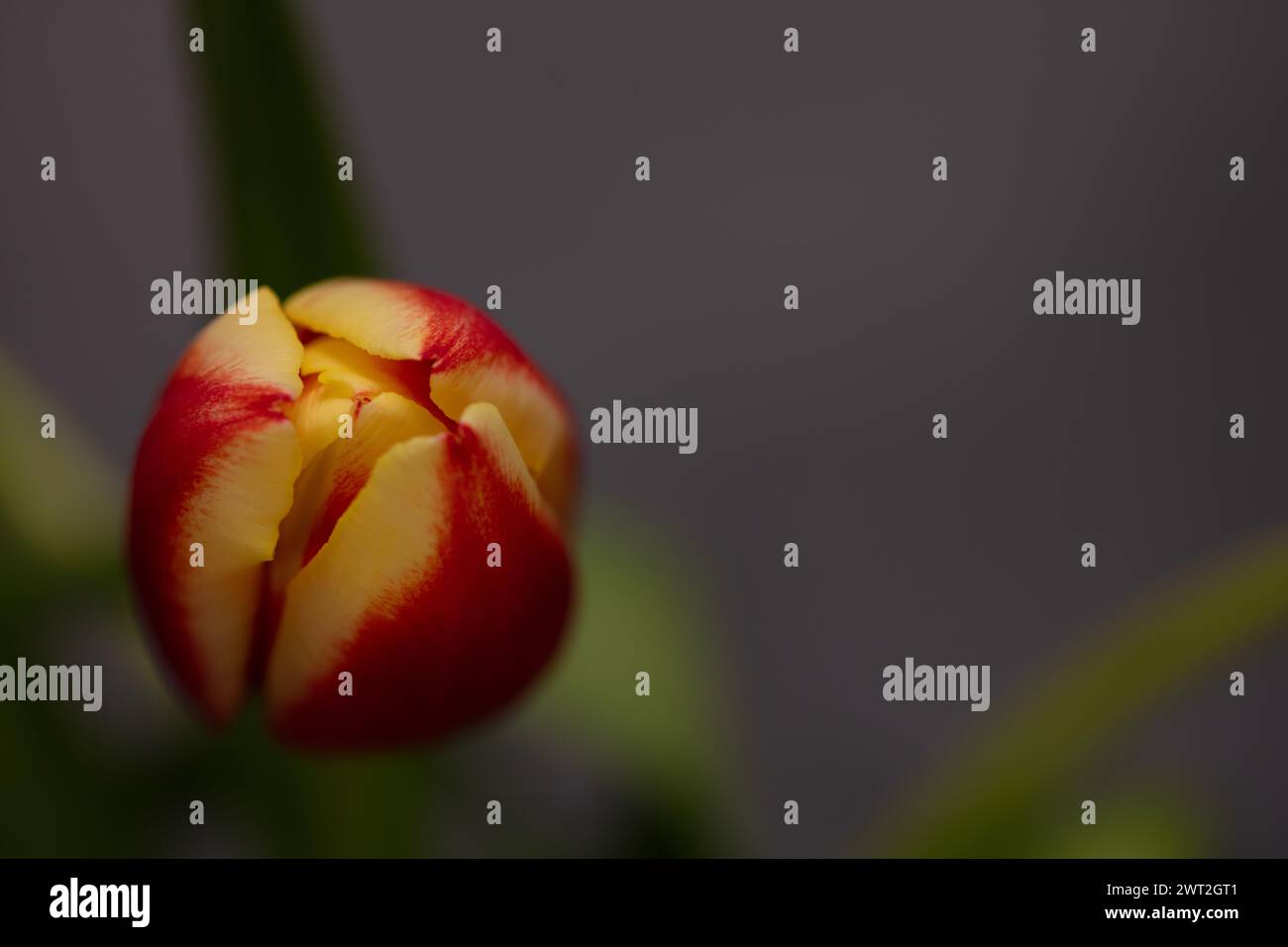Immagine fotografica macro o ravvicinata di un singolo fiore di tulipano in fase bocciale di colore arancione e rosso con spazio di copia Foto Stock