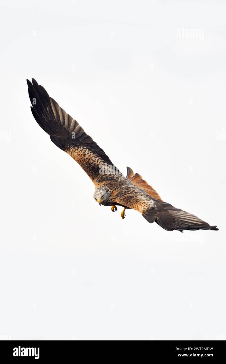 Red Kite ( Milvus milvus ), il più bel rapace, in volo spettacolare, fauna selvatica, Europa. Foto Stock