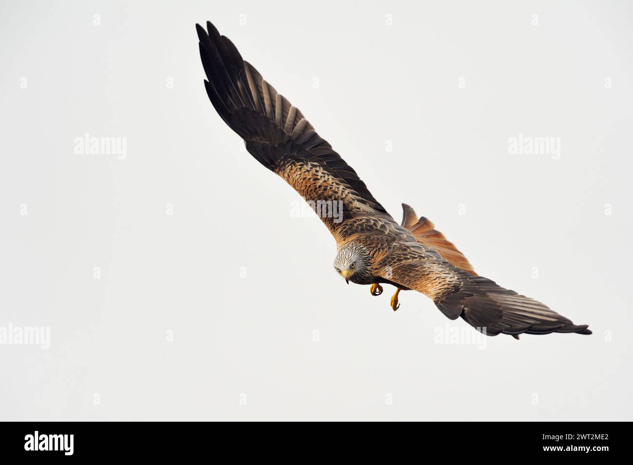 Red Kite ( Milvus milvus ), il più bel rapace, in volo spettacolare, fauna selvatica, Europa. Foto Stock