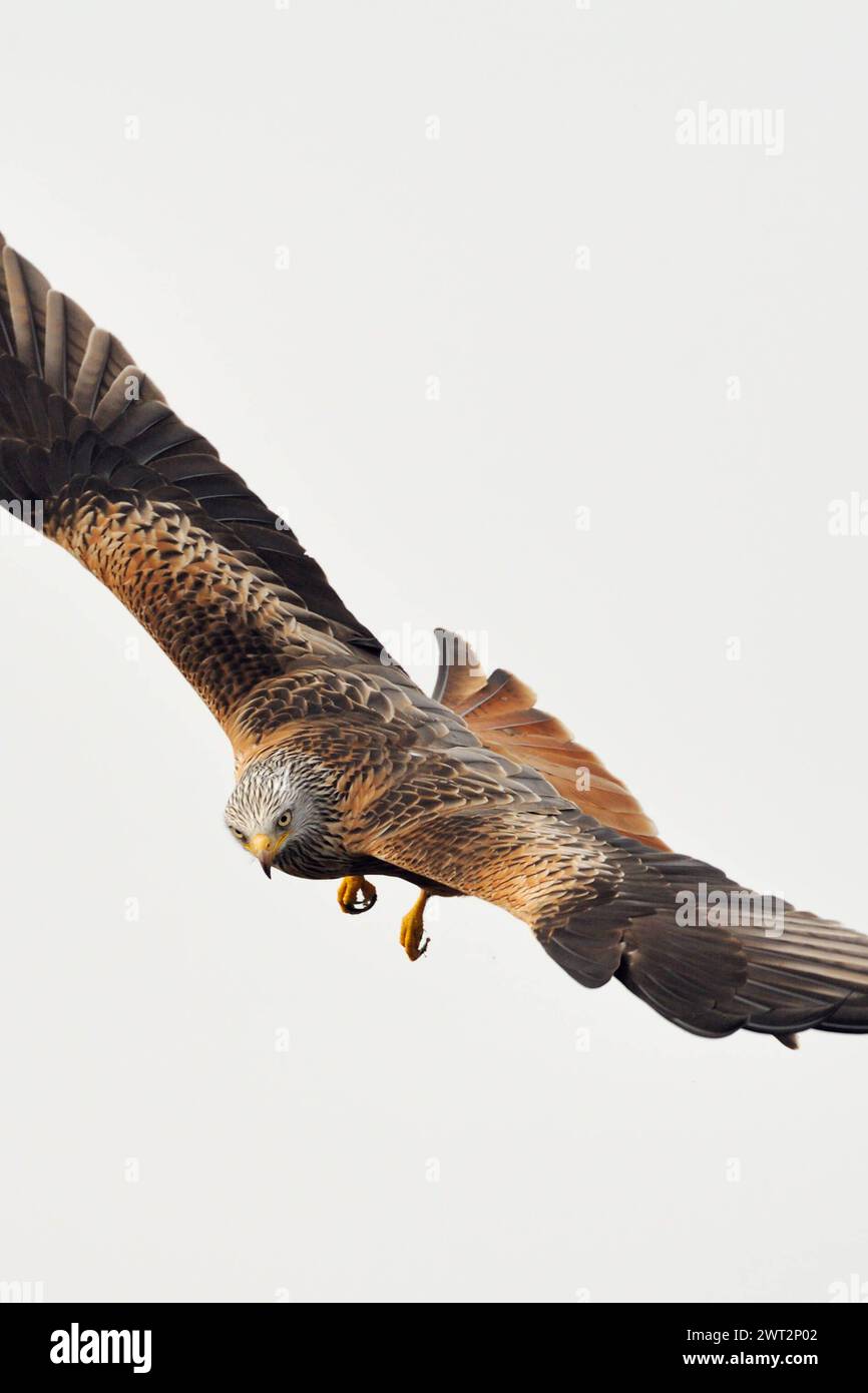 spektakulärer Flieger... Rotmilan Milvus milvus , sicherlich einer der schönsten heimischen Greifvögel, überall bedrohte, gefährdete Art, blickt in die Kamera, heimische Vogelwelt, Tierwelt, Natur **** Red Kite Milvus milvus , il più bel rapace, in volo spettacolare, fauna selvatica, Europa. Meclemburgo-Vorpommern Deutschland, Europa Foto Stock