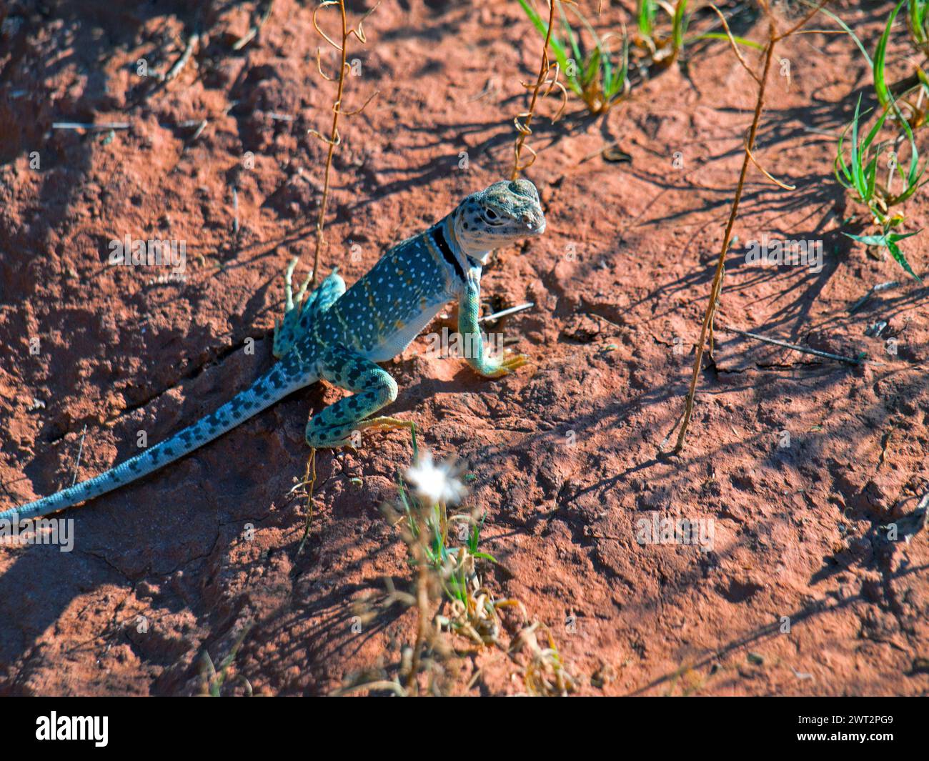 Lucertola con colletto comune (Crotaphytus collaris) nel canyon Palo duro, Texas. Foto Stock