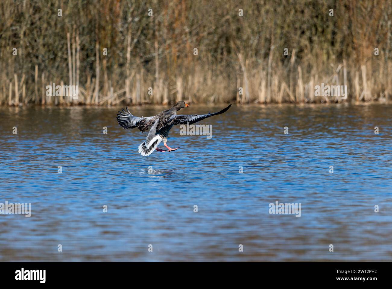 Greylag Goose atterra sull'acqua, lago Bielawa Foto Stock