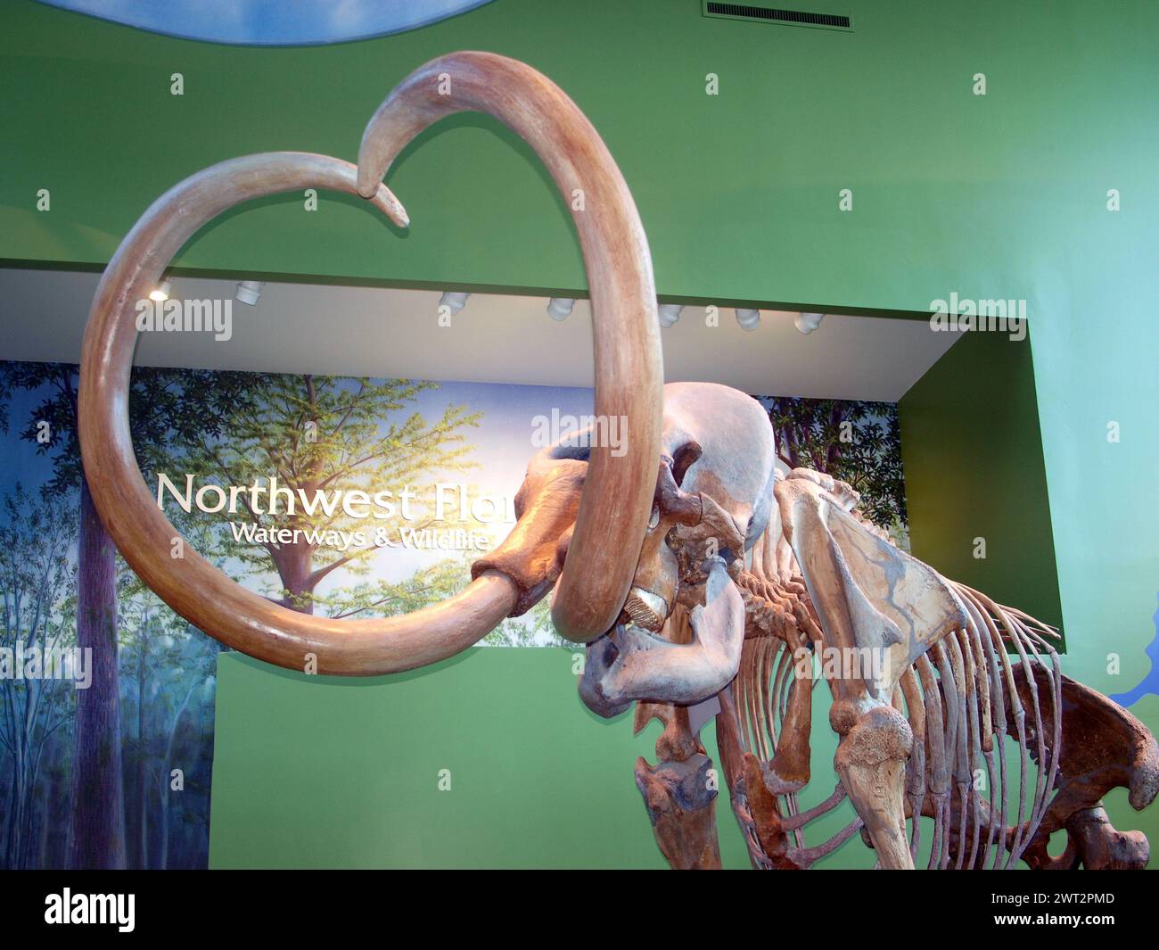 Gainesville, Florida, Stati Uniti - 25 gennaio 2015: Scheletro di Mastodon nel Florida Museum of Natural History. Foto Stock