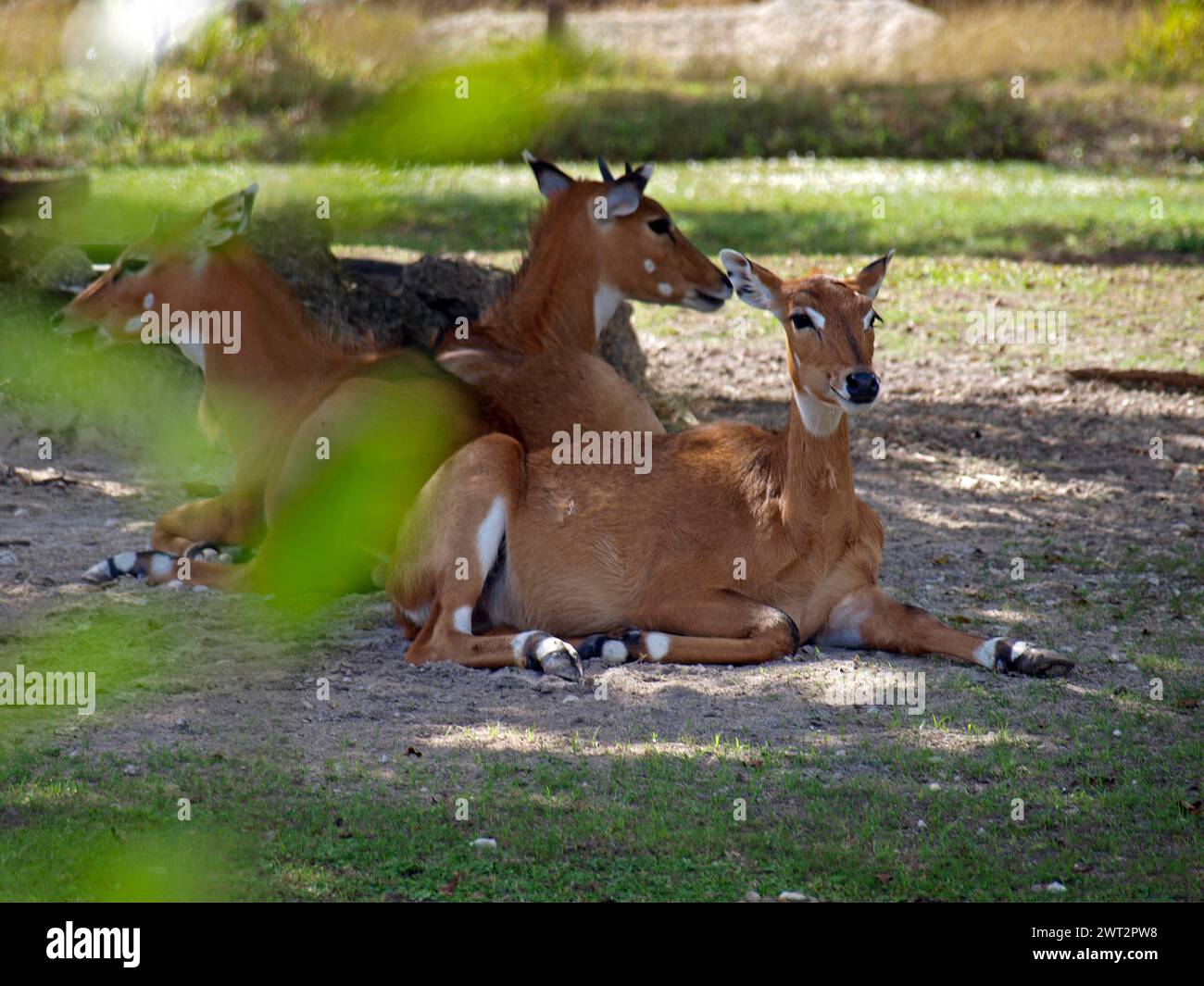 Antilope di Nilgai (Boselaphus tragocamelus). Il più grande in Asia. Foto Stock