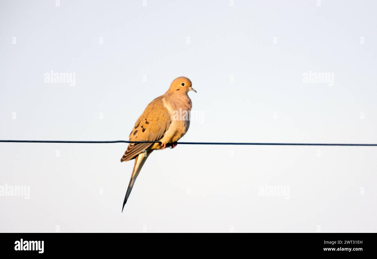 Piangere colomba su un filo Foto Stock