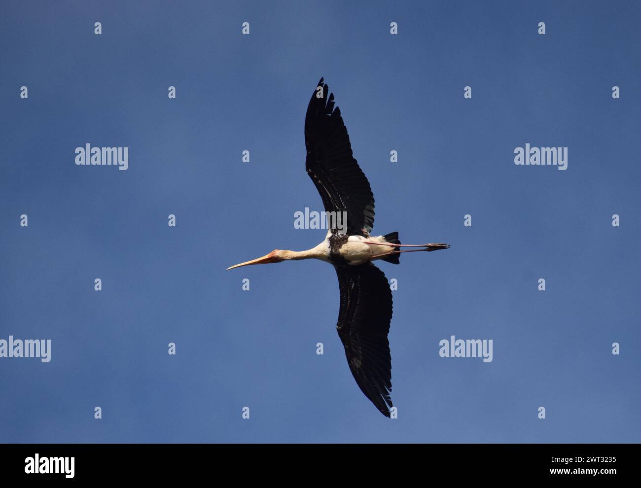 Una cicogna dipinta vola in alto nel cielo e cammina da un luogo all'altro Foto Stock