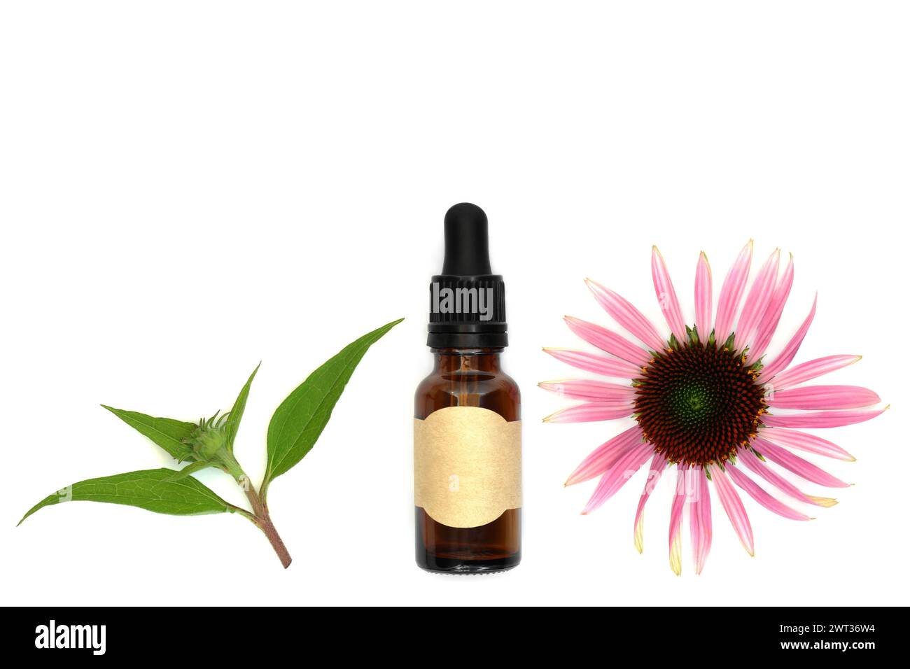 Echinacea rimedio curativo per tosse raffreddori e bronchite. Erboristeria alternativa con testa di fiore e ramoscello di foglie su sfondo bianco. Foto Stock