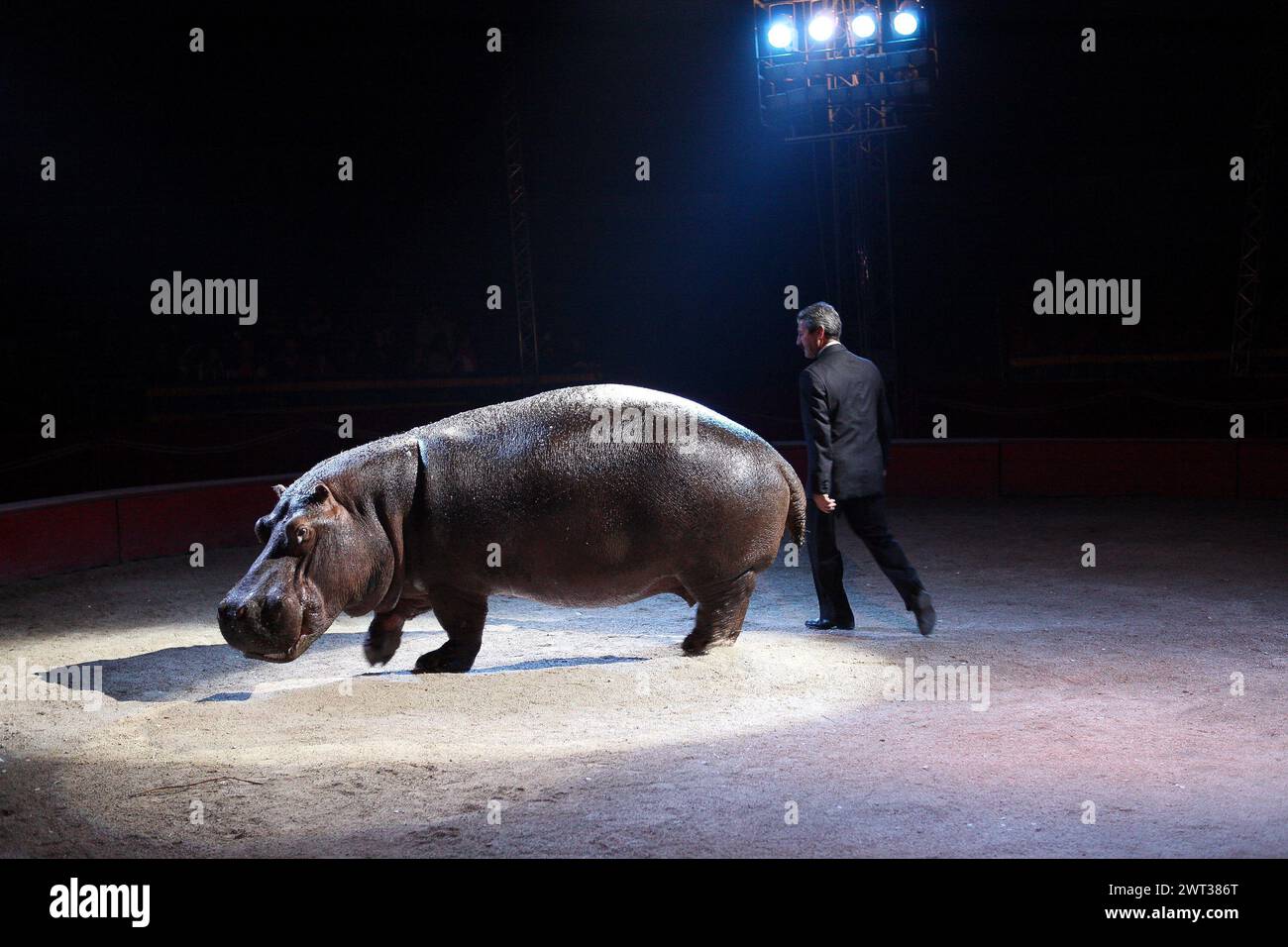 Il domatore di animali, Ettore Weber, insegna un ippopotamo nel circo di Weber. Foto Stock