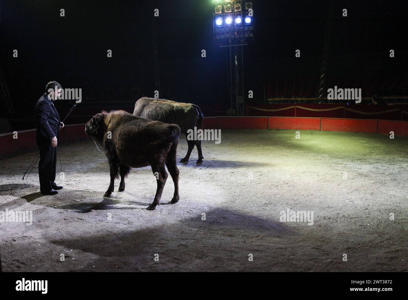 Il domatore di animali, Ettore Weber, insegna due bisonti nel circo di Weber. Foto Stock
