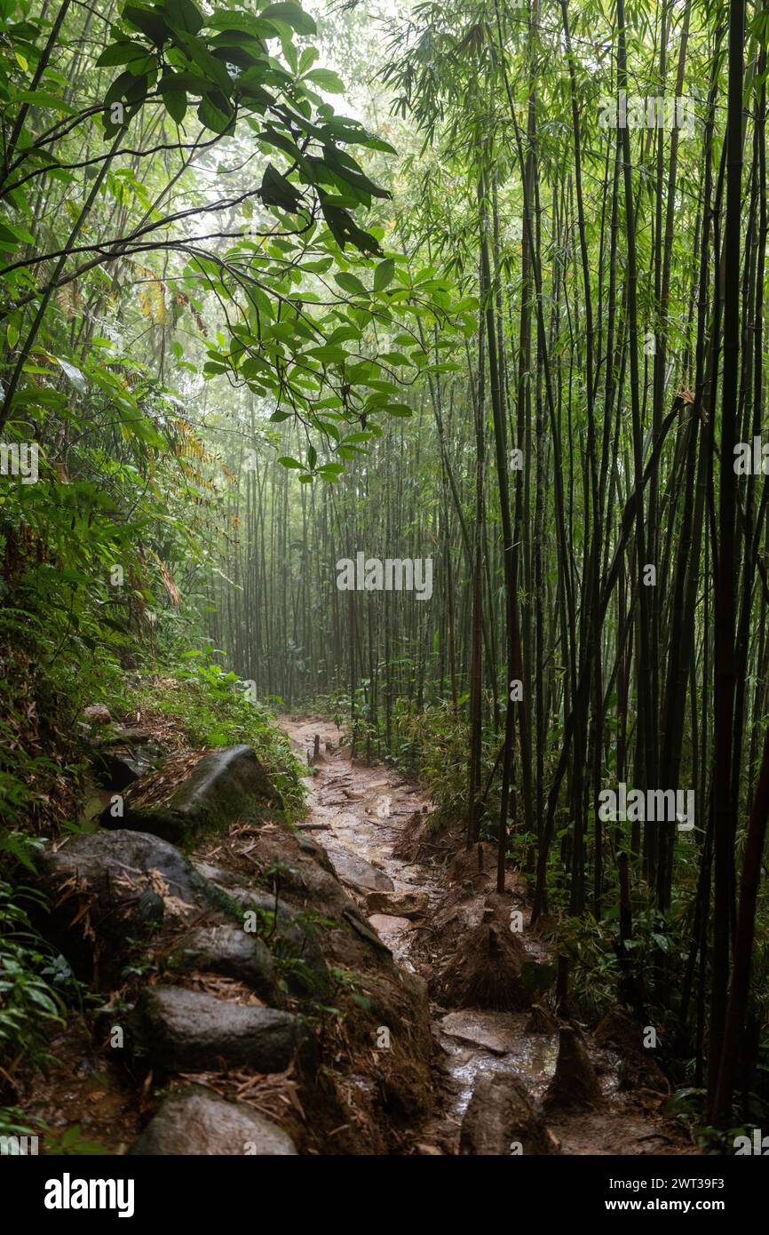 Un percorso misterioso, nebbioso e fangoso conduce attraverso una foresta di bambù nella regione montuosa di Sapa, popolare tra gli escursionisti del nord-ovest del Vietnam. Foto Stock