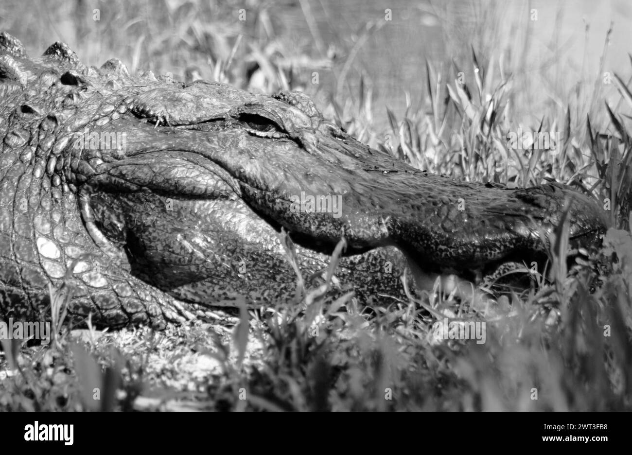 Alligatore a Myrtle Beach, South Carolina USA Foto Stock