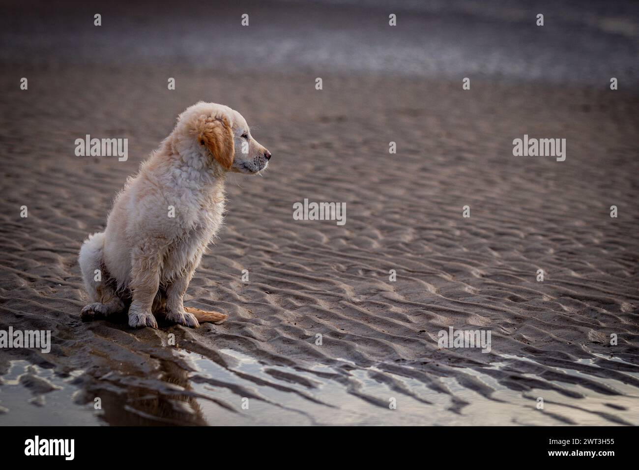 Golden Retriever Welpe zum ersten mal am Meer Foto Stock