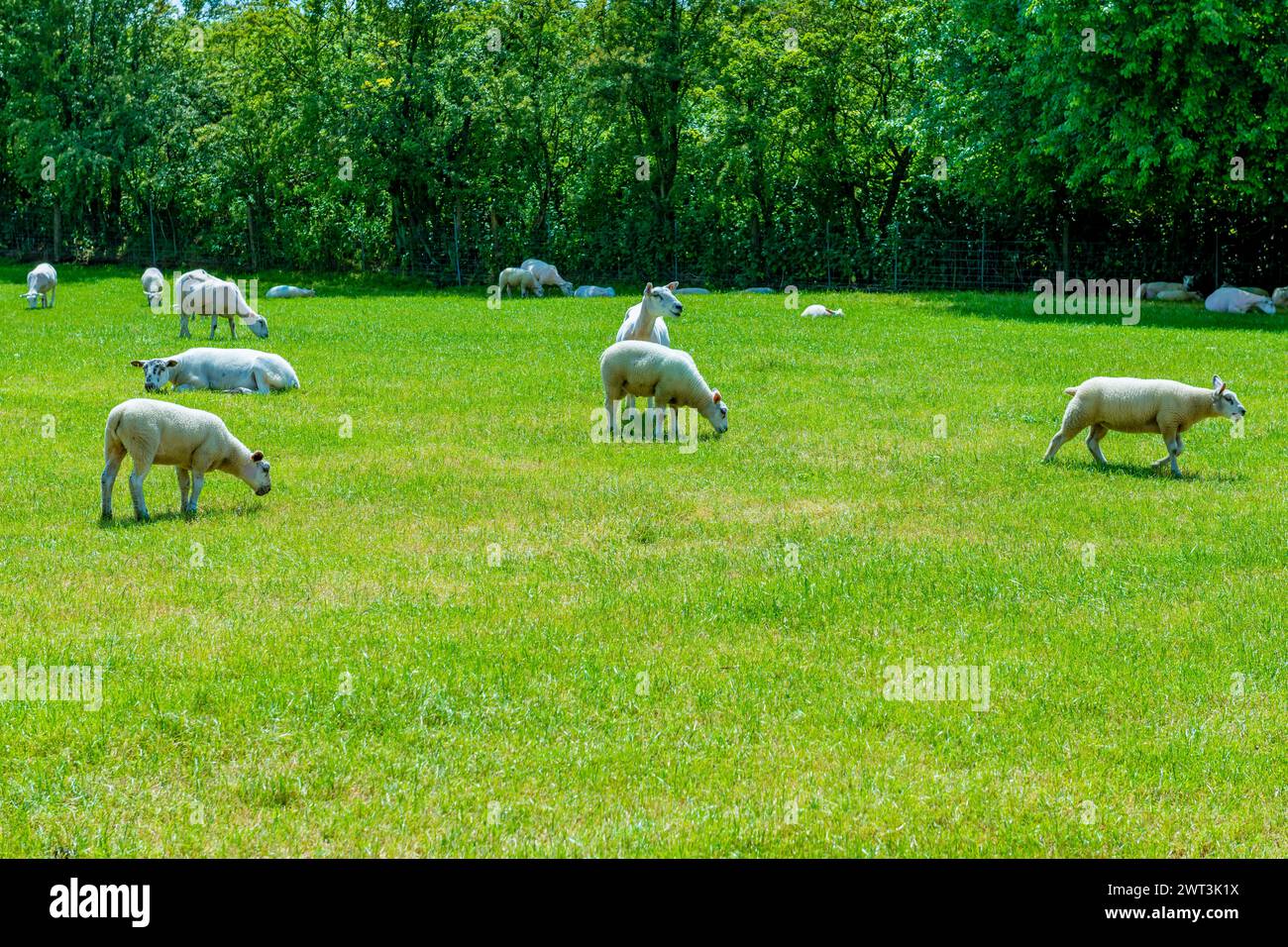 Immagine tranquilla di una mandria di pecore che vagano e si nutrono tranquillamente in un campo pittoresco 🌾 #FarmLife Foto Stock