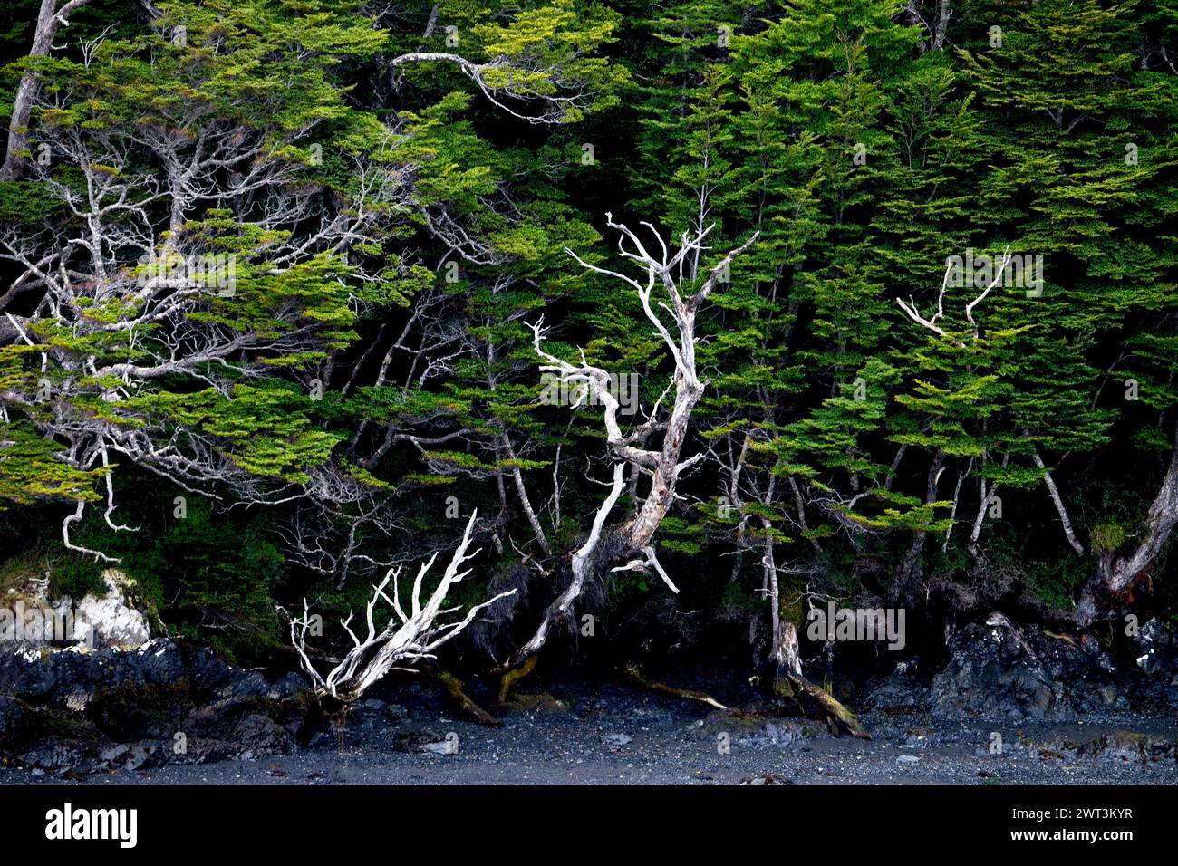 Le foreste subpolari di Magellano sono un'ecoregione dominata da alberi del genere Nothofagus, questa ecoregione è il bioma forestale più meridionale della Terra. Foto Stock