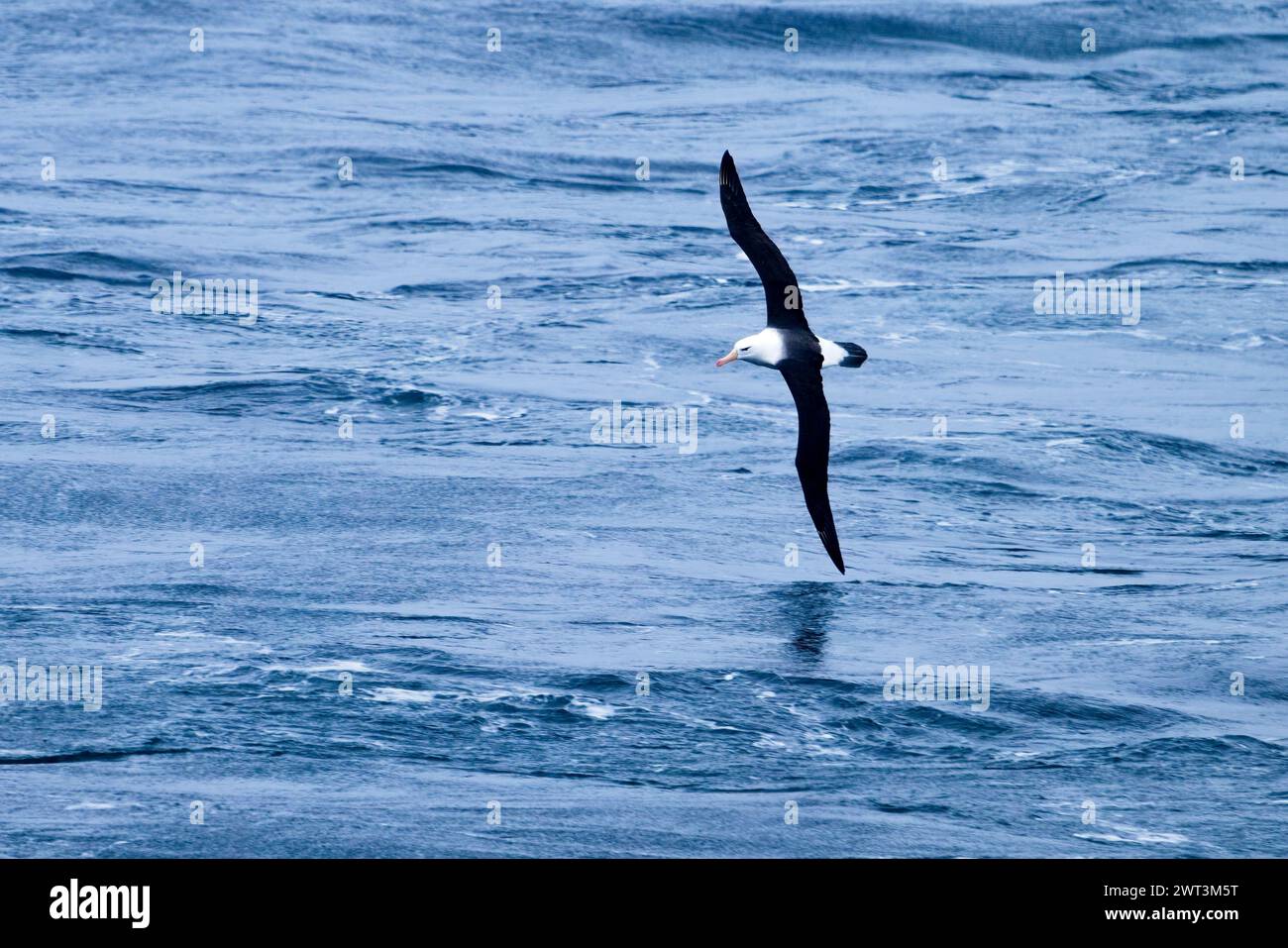 Un Albetross con sopracciglia nera nello stretto di Magellano, in Cile Foto Stock