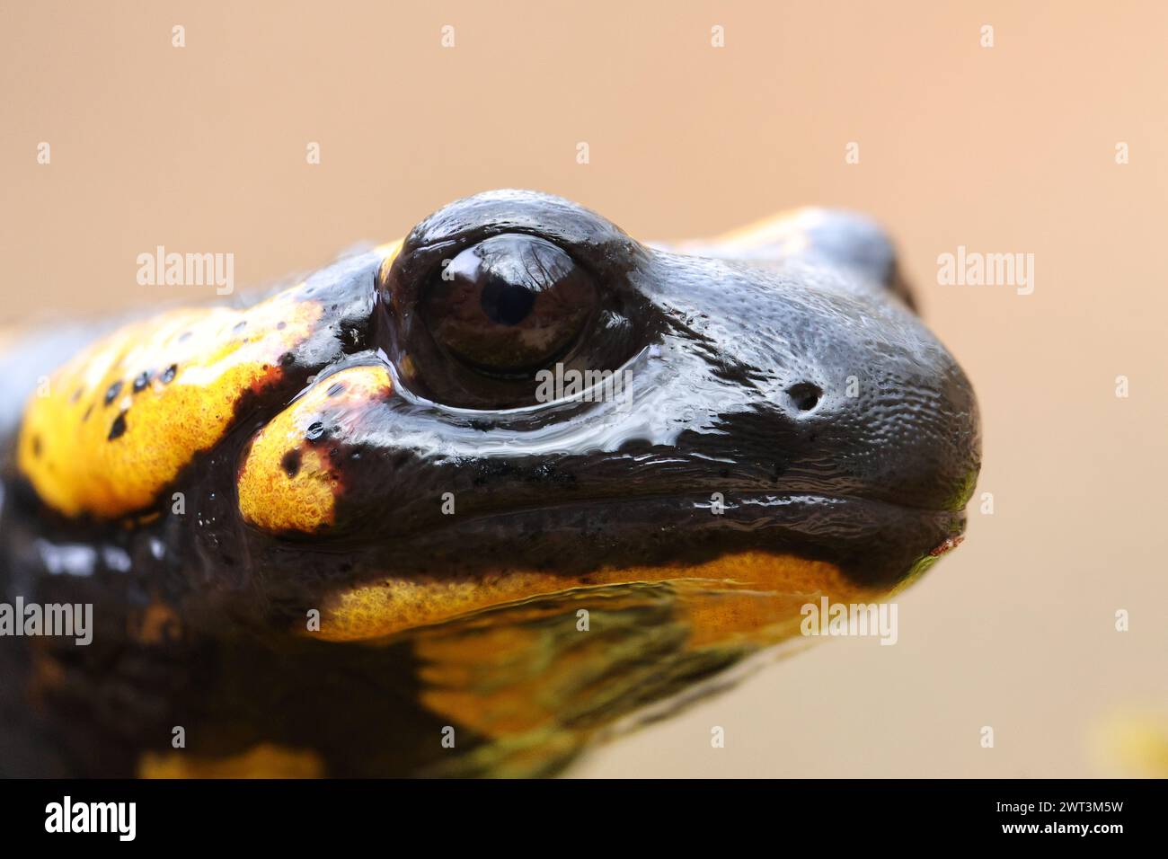 primo piano della testa di salamandra, un anfibio tossico e colorato Foto Stock