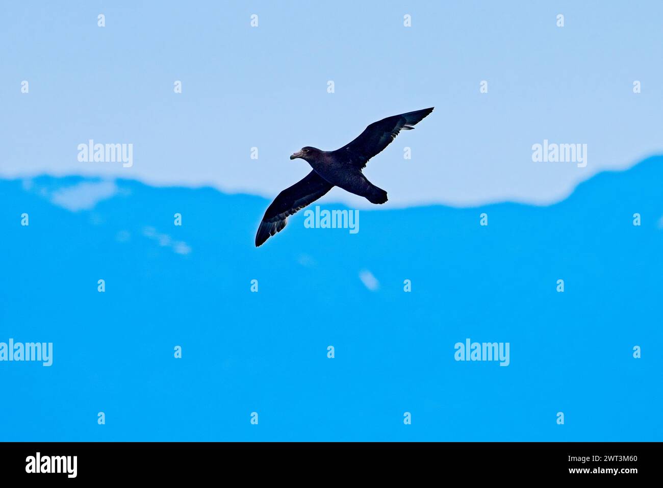 Un Petrel gigante del nord nello stretto di Magellano, Cile. Foto Stock