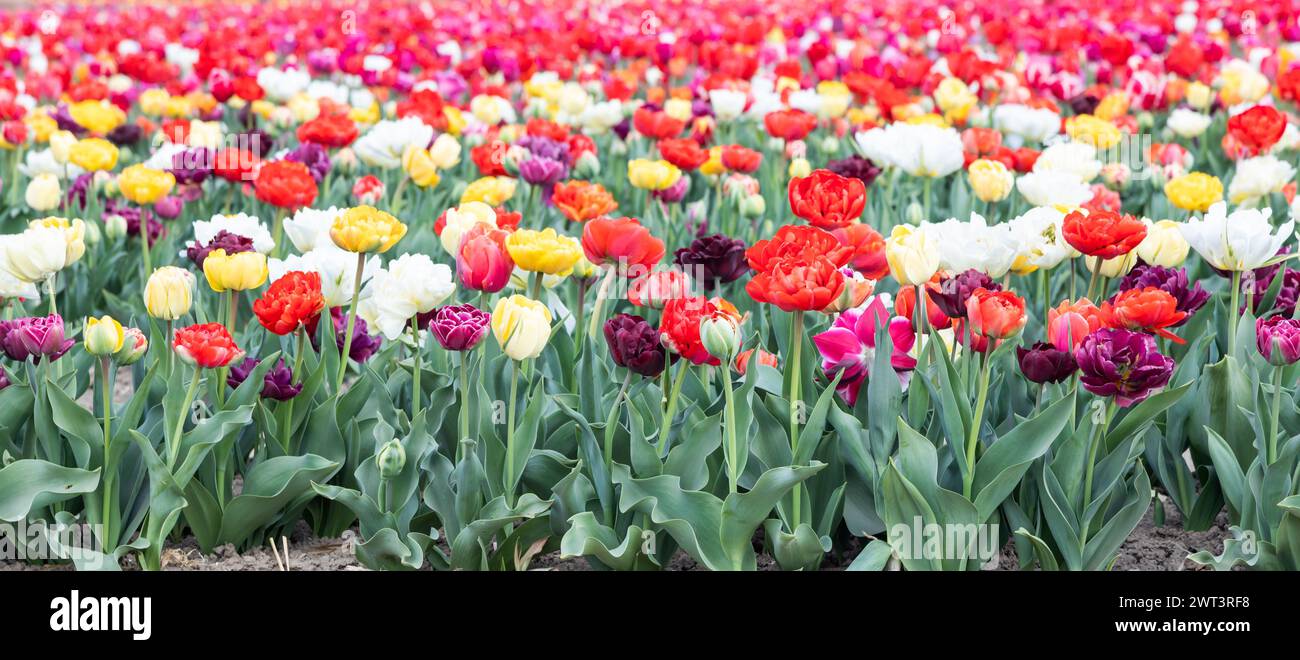 Campo tulipani in fiore in Olanda, primavera - bellissimo sfondo multicolore, luce del sole Foto Stock