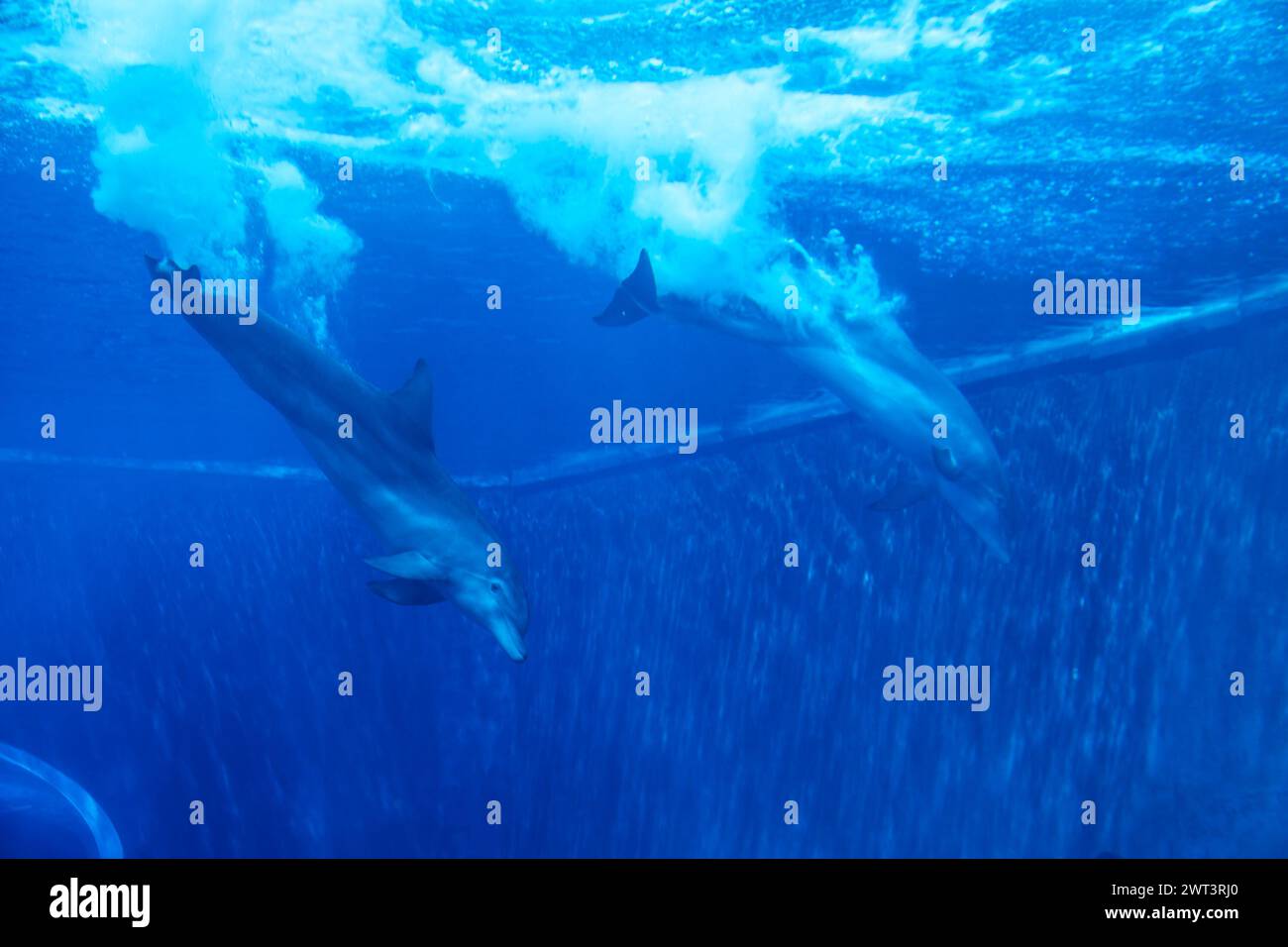 I delfini nuotano nell'acquario. Luce blu, sott'acqua Foto Stock