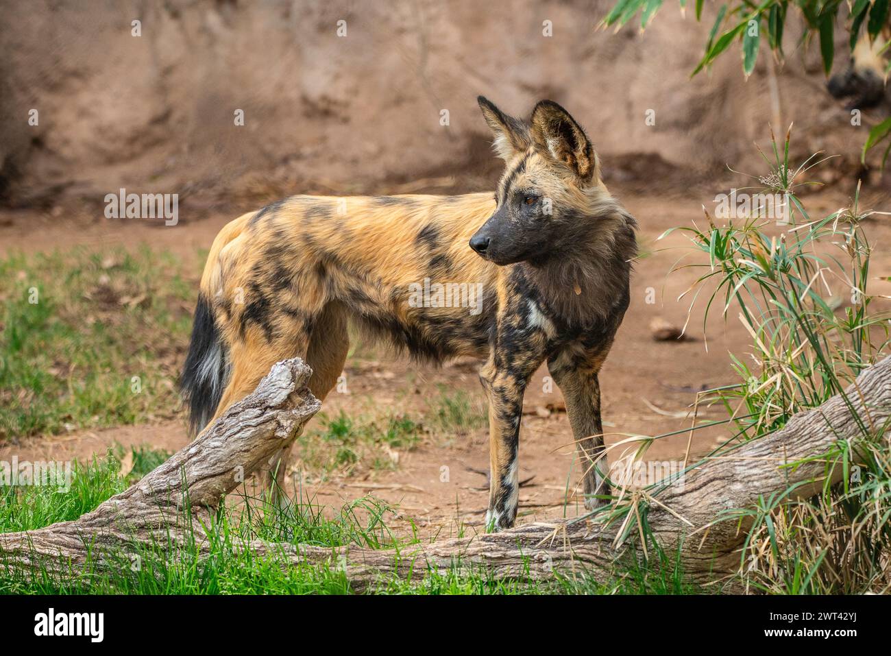 Cane dipinto africano Foto Stock