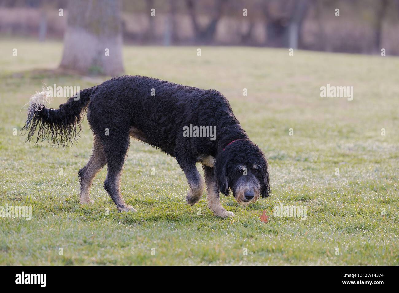 Un cane dai capelli grossi che si diverte con l'erba Foto Stock