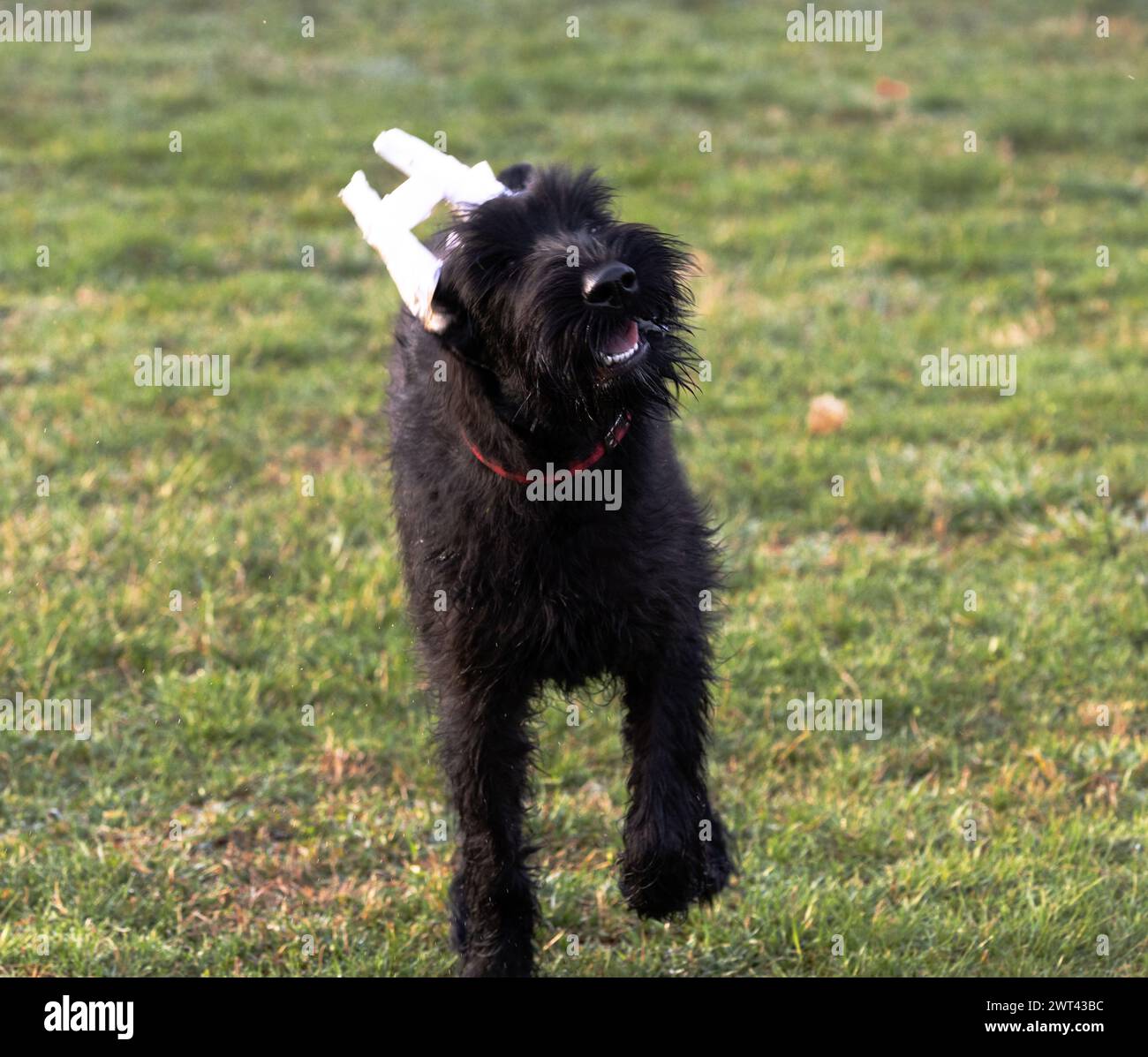 Un cane nero che indossa un cono di carta sulla testa Foto Stock