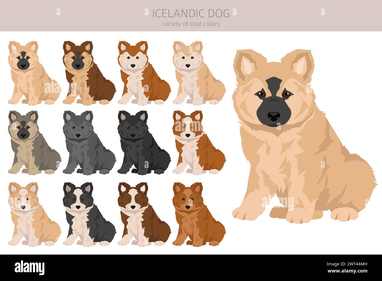 Cagnolino islandese. Pose diverse, set di colori per cappotti. Illustrazione vettoriale Illustrazione Vettoriale