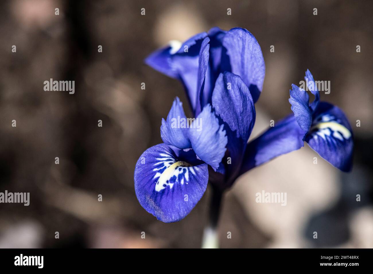 Iris siberiana fiorita, Iris sibirica, in un giardino di cottage, Brownsburg-Chatham, Quebec, Canada Foto Stock