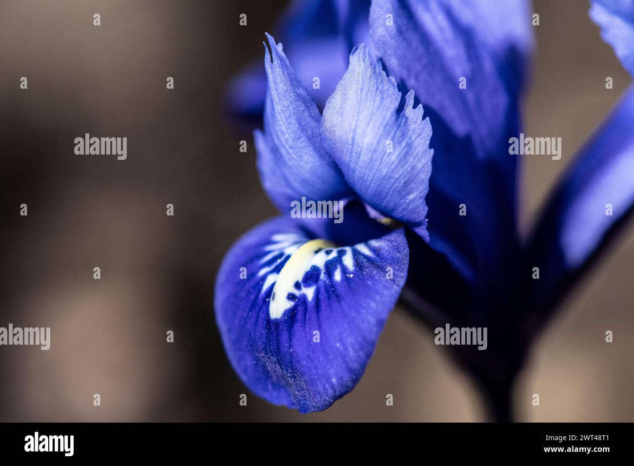 Iris siberiana fiorita, Iris sibirica, in un giardino di cottage, Brownsburg-Chatham, Quebec, Canada Foto Stock
